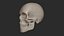 Human Skeletal SystemHigh Poly Model
