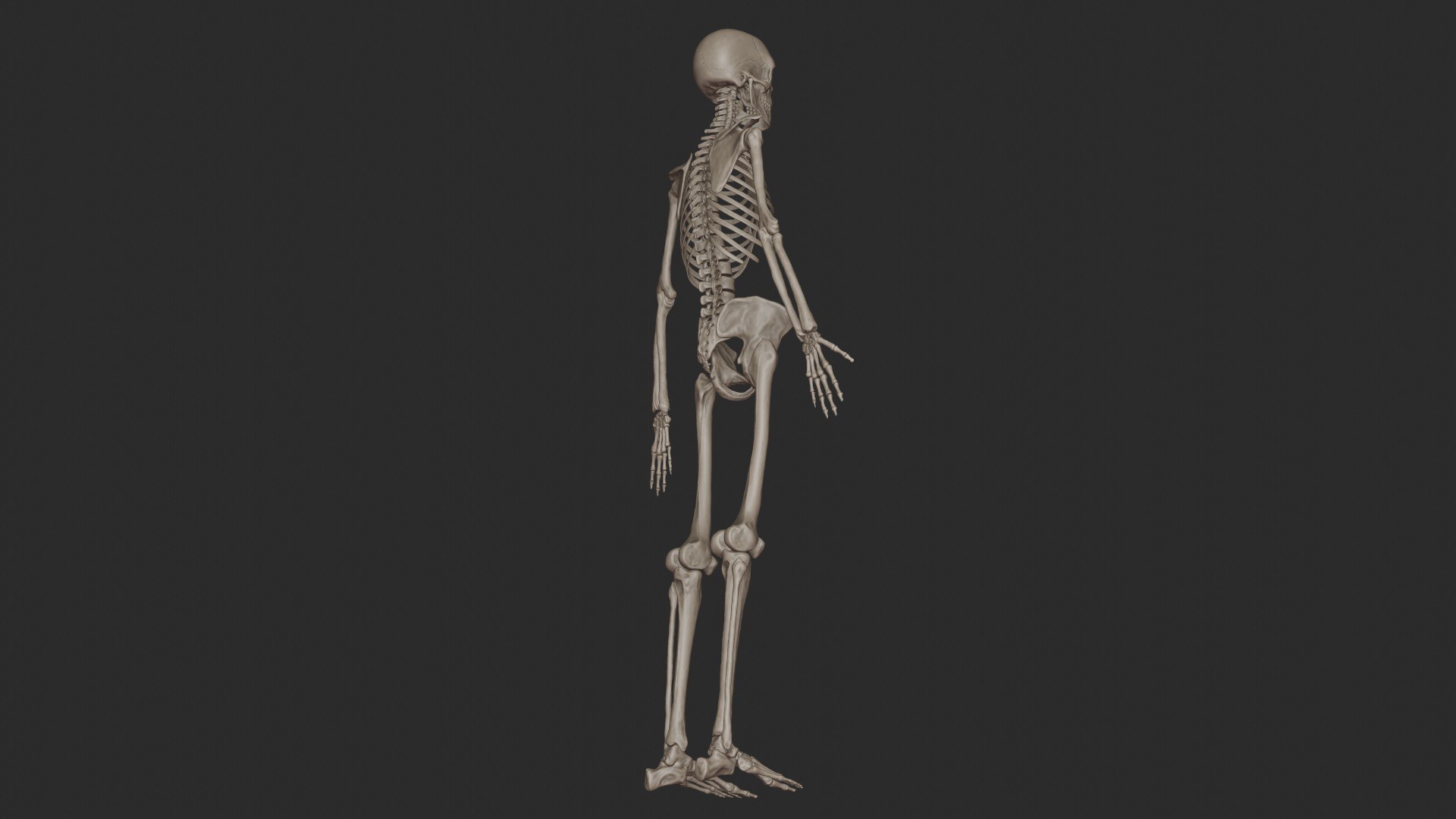 3D skeletal science anatomy model https://p.turbosquid.com/ts-thumb/Mk/gO412n/xZtmRHB7/3/jpg/1569761252/1920x1080/fit_q87/3dfb76ac76effab71254d8cf2319bec52e7320f7/3.jpg