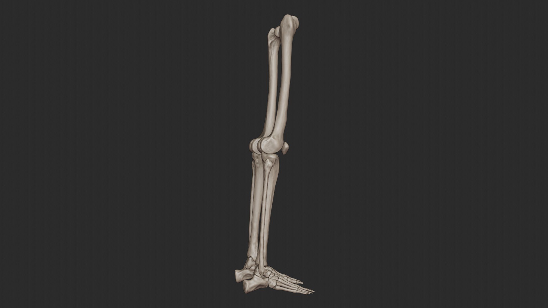 3D skeletal science anatomy model https://p.turbosquid.com/ts-thumb/Mk/gO412n/z7WmU7qp/skeletal_leg_0021/jpg/1569767878/1920x1080/fit_q87/c1a1c43604808d14b839058876abbd6fc5530b98/skeletal_leg_0021.jpg