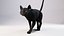 Gato preto rigido