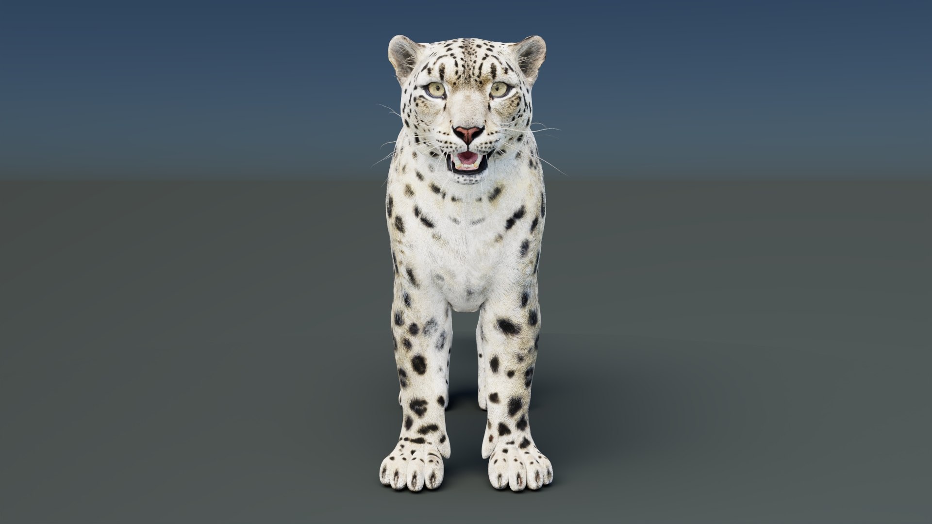 Static Snow Leopard 3D Model Game-Ready 8K PBR 3D model https://p.turbosquid.com/ts-thumb/Ml/I0mXkt/2l/snowleopard3dmodelpbr008/jpg/1790882370/1920x1080/fit_q87/00a50153e0b5d6097a32b5616d825fb9a5e733f2/snowleopard3dmodelpbr008.jpg