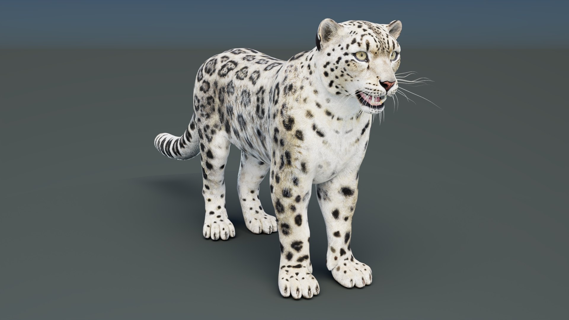 Static Snow Leopard 3D Model Game-Ready 8K PBR 3D model https://p.turbosquid.com/ts-thumb/Ml/I0mXkt/EW/snowleopard3dmodelpbr004/jpg/1790882367/1920x1080/fit_q87/96a9769d94761f64133746971eb320c5d00b8039/snowleopard3dmodelpbr004.jpg