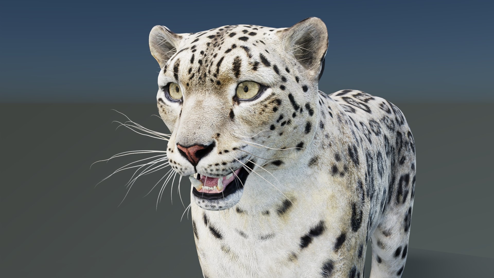 Static Snow Leopard 3D Model Game-Ready 8K PBR 3D model https://p.turbosquid.com/ts-thumb/Ml/I0mXkt/NF/snowleopard3dmodelpbr011/jpg/1790882372/1920x1080/fit_q87/175e4805e31eaa1b91d4cf1cc660150f35bad15c/snowleopard3dmodelpbr011.jpg