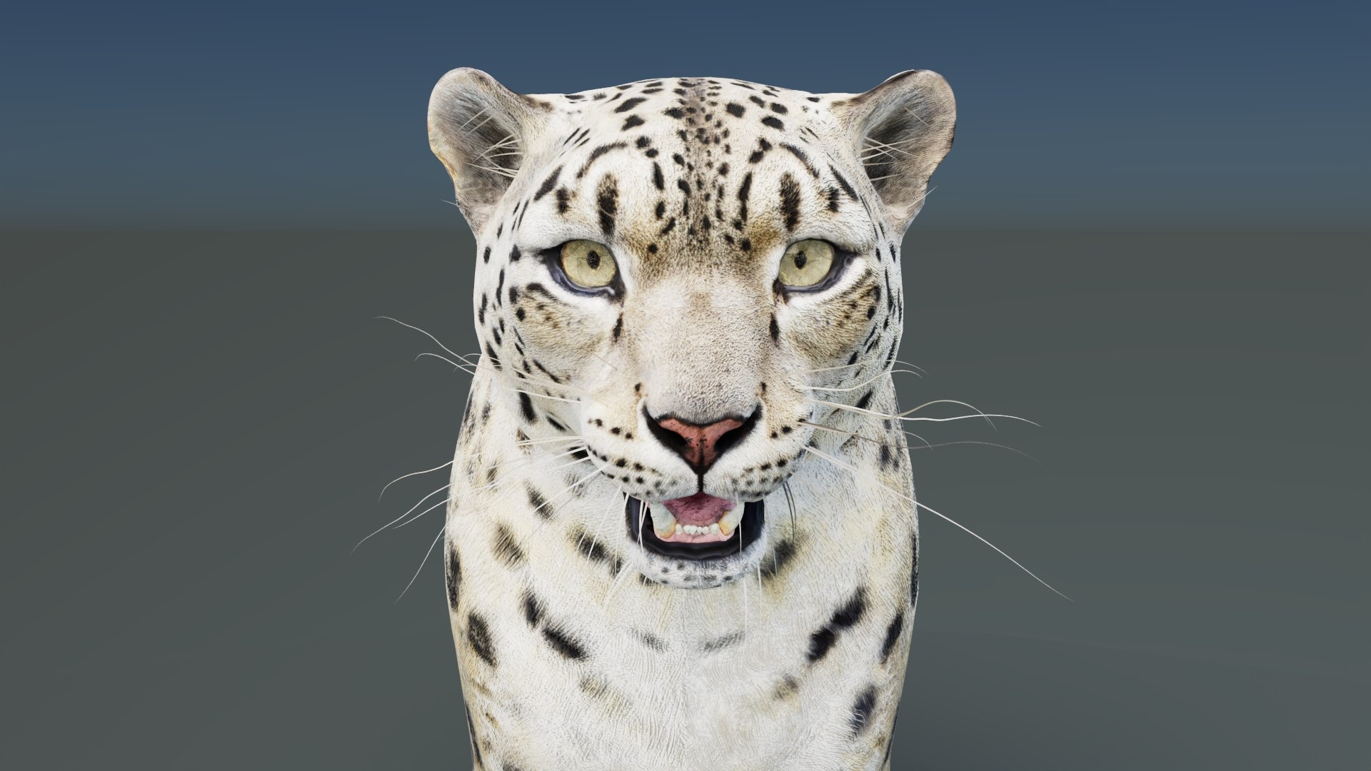 Static Snow Leopard 3D Model Game-Ready 8K PBR 3D model https://p.turbosquid.com/ts-thumb/Ml/I0mXkt/Vp/snowleopard3dmodelpbr010/jpg/1790882372/1920x1080/fit_q87/6d15346701d7a5711194ba81eea8e5638f99efb6/snowleopard3dmodelpbr010.jpg