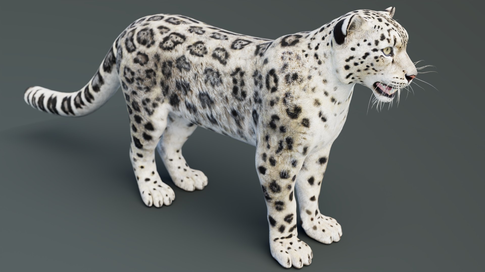 Static Snow Leopard 3D Model Game-Ready 8K PBR 3D model https://p.turbosquid.com/ts-thumb/Ml/I0mXkt/cw/snowleopard3dmodelpbr005/jpg/1790882369/1920x1080/fit_q87/a05d8674e9954cbb569777f772ccb6384c4660db/snowleopard3dmodelpbr005.jpg