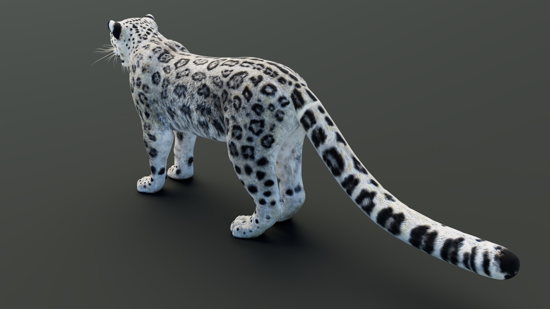 Static Snow Leopard 3D Model Game-Ready 8K PBR 3D model https://p.turbosquid.com/ts-thumb/Ml/I0mXkt/oZ/snowleopard3dmodelpbr007/jpg/1790882371/1920x1080/fit_q87/169ae27d215360c730b649e7be558c516eb0b7bf/snowleopard3dmodelpbr007.jpg