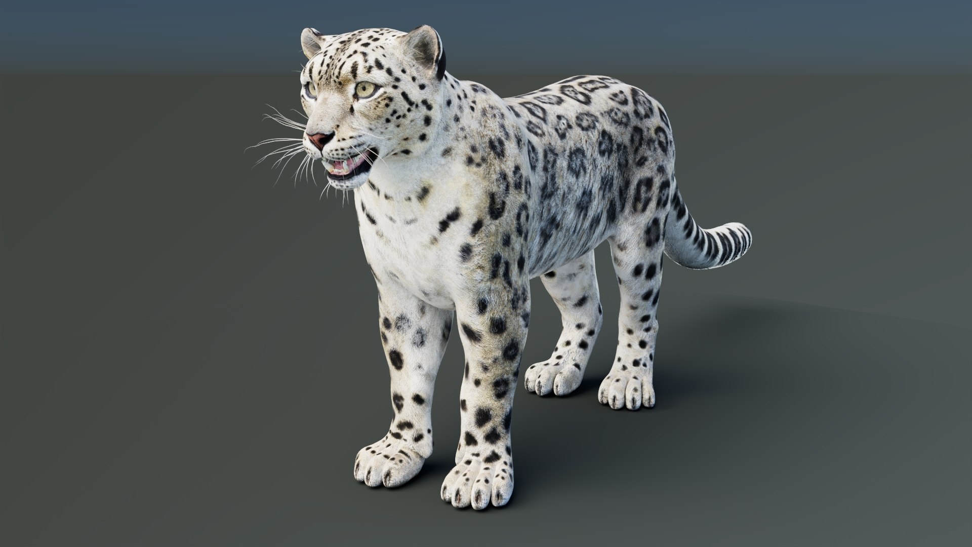 Static Snow Leopard 3D Model Game-Ready 8K PBR 3D model https://p.turbosquid.com/ts-thumb/Ml/I0mXkt/xf/snowleopard3dmodelpbr006/jpg/1790882369/1920x1080/fit_q87/fa7b218ace796c9511d34a5c24bff04ddd827baf/snowleopard3dmodelpbr006.jpg