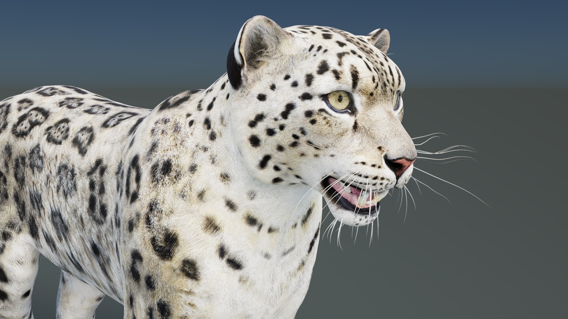 Static Snow Leopard 3D Model Game-Ready 8K PBR 3D model https://p.turbosquid.com/ts-thumb/Ml/I0mXkt/z1/snowleopard3dmodelpbr009/jpg/1790882372/1920x1080/fit_q87/e5603b8e07a900aa69a36b505d2bace2f4c3f1bc/snowleopard3dmodelpbr009.jpg