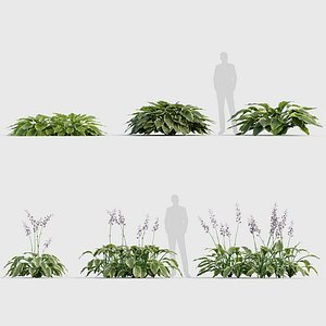 Hosta Plantain lilies 01 3D model