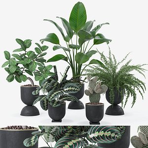 Plants collection 124
