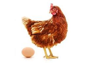 chicken model