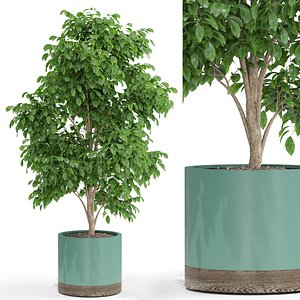 plants 425 3D model