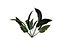 Um arbusto tropical
