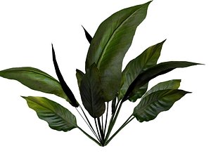 A tropical shrub