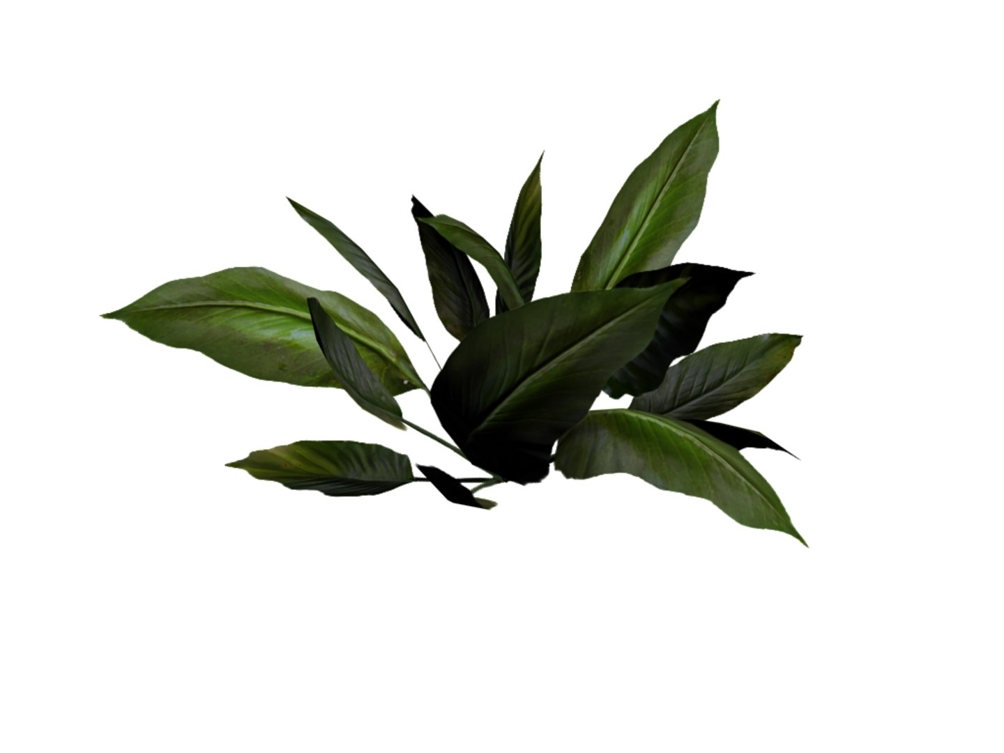 tropical shrub max https://p.turbosquid.com/ts-thumb/Ml/fUd3Z6/LWr74s0y/r2/jpg/1336663879/1920x1080/fit_q87/5231a78bc058160ecc5af8d6a58932972a73b9ae/r2.jpg