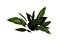 Um arbusto tropical