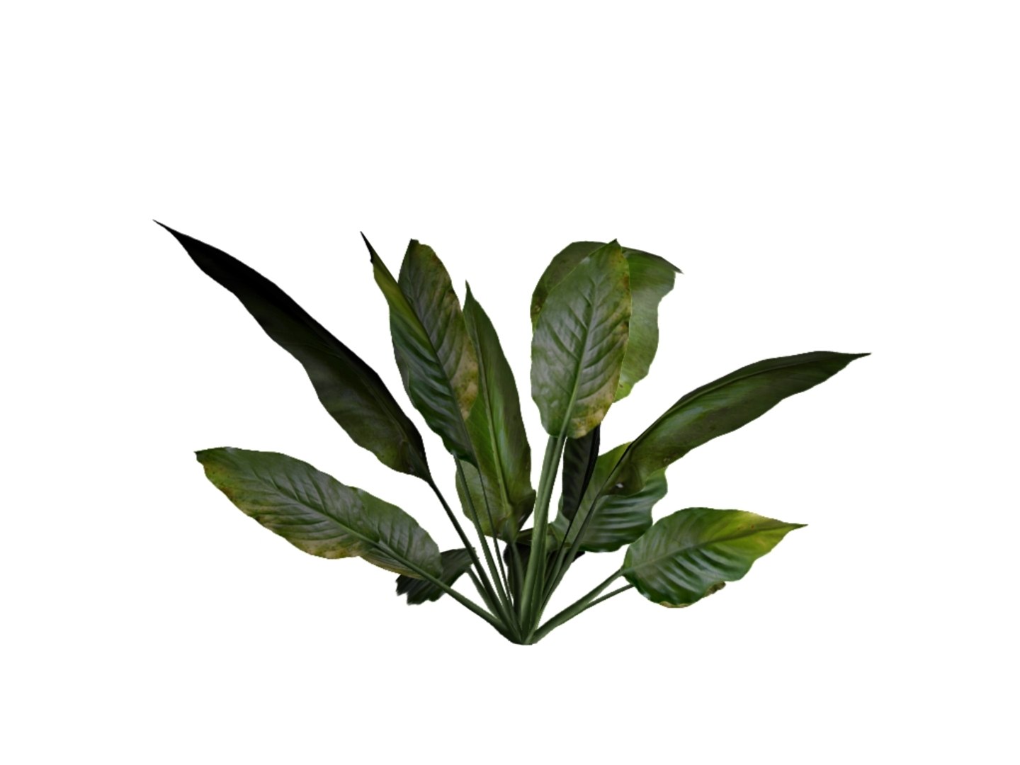 tropical shrub max https://p.turbosquid.com/ts-thumb/Ml/fUd3Z6/juMWjt5Q/r3/jpg/1336664237/1920x1080/fit_q87/22f04c0cfc4d835a35743fb42742e23aadc05b23/r3.jpg