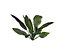Um arbusto tropical
