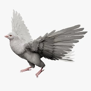 White Dove Fur Animated Rigged 3D