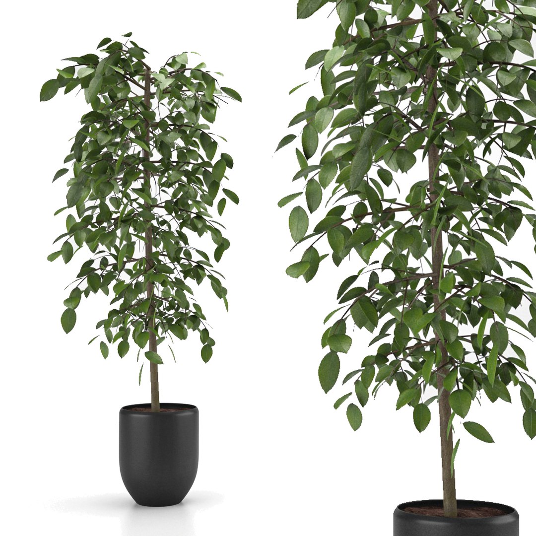 3D indoor and outdoor plant collection https://p.turbosquid.com/ts-thumb/Ml/xwh8cK/4w/p11/jpg/1623148405/1920x1080/fit_q87/5da9788c305bbb4441035fd2bdf9af517d8c98a2/p11.jpg