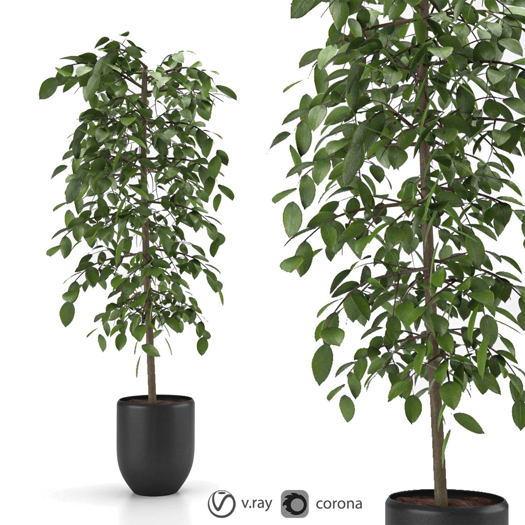 3D indoor and outdoor plant collection https://p.turbosquid.com/ts-thumb/Ml/xwh8cK/eu/p21/jpg/1623148319/1920x1080/fit_q87/5be781d13b11dd7ce582a9c3612e0f905e4d1caf/p21.jpg