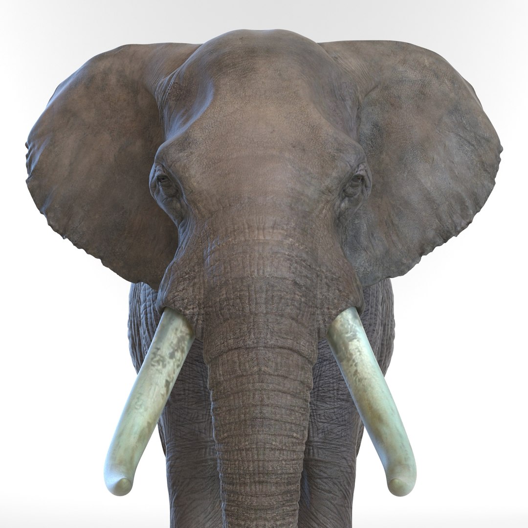 elephant realistic 3d 3ds https://p.turbosquid.com/ts-thumb/Mm/0P3JQ7/0DfQgmwE/elephant3dmodel15/jpg/1453135926/1920x1080/fit_q87/2f7da14419562acd0acbefea1f7cf2e885a7deb1/elephant3dmodel15.jpg