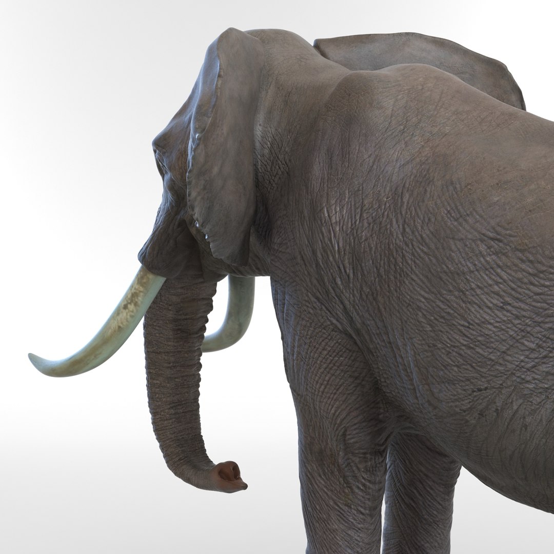 elephant realistic 3d 3ds https://p.turbosquid.com/ts-thumb/Mm/0P3JQ7/GqJXJTzt/elephant3dmodel18/jpg/1453135926/1920x1080/fit_q87/2340d229811adf436e023fc68f21fbe3ec65879f/elephant3dmodel18.jpg