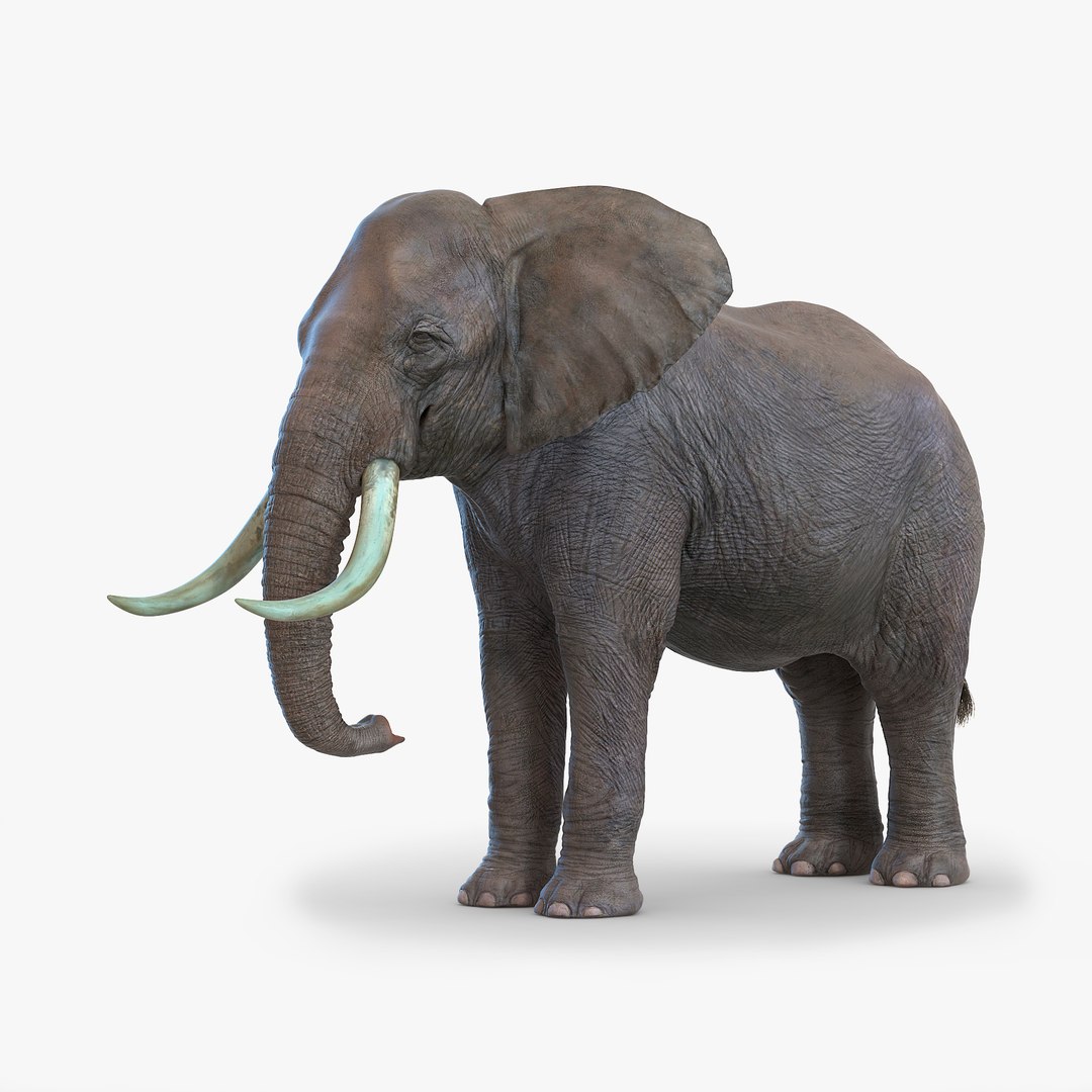 Elephant 3D Model 3D model preview