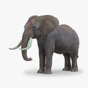 Elephant 3D Model