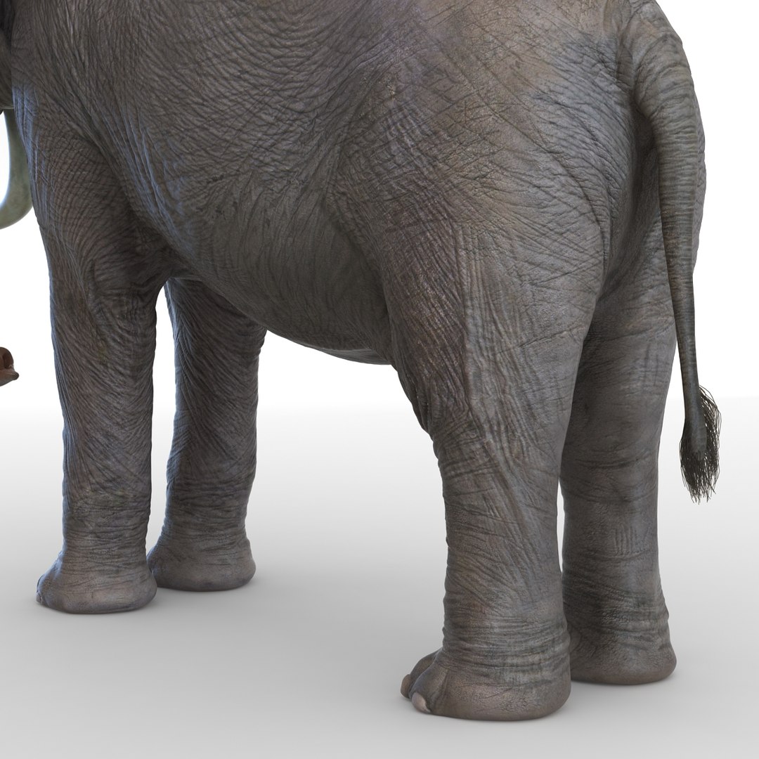 elephant realistic 3d 3ds https://p.turbosquid.com/ts-thumb/Mm/0P3JQ7/iYNtJkdx/elephant3dmodel19/jpg/1453135926/1920x1080/fit_q87/181d3e395f3ecf78a132d0eecb7efca79bedcfa3/elephant3dmodel19.jpg