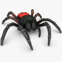 Eresus Cinnaberinus
