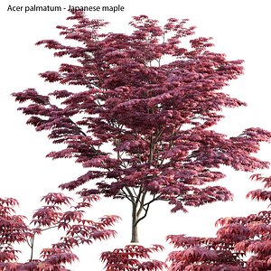 3D model Acer palmatum - Japanese maple 04