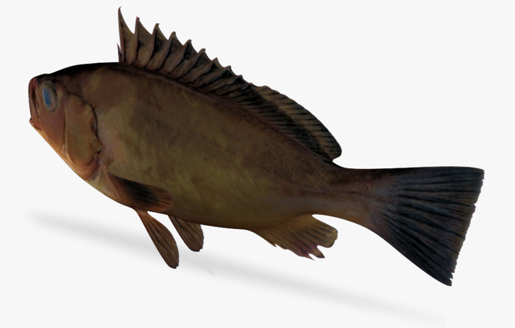 3d Model Olive Grouper