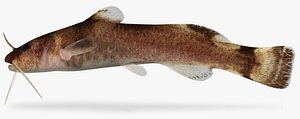 noturus albater ozark madtom 3D model