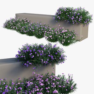 Ruellia brittoniana plant set 04