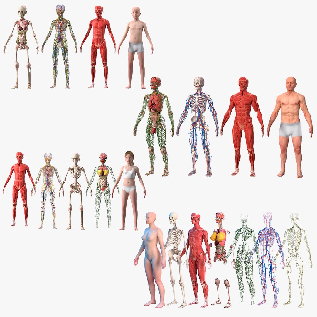 Complete Human Anatomy Collection 2 3D https://p.turbosquid.com/ts-thumb/Mm/k2byG3/7t/complete_human_anatomy_collection_2_000/jpg/1692873363/1920x1080/fit_q87/039d87a2c88ecef42c9446d377ba16cde397fba4/complete_human_anatomy_collection_2_000.jpg