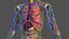 Complete Human Anatomy Collection 2 3D