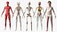 Complete Human Anatomy Collection 2 3D