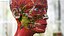 Complete Human Anatomy Collection 2 3D