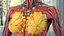 Complete Human Anatomy Collection 2 3D