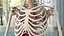 Complete Human Anatomy Collection 2 3D