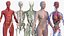 Complete Human Anatomy Collection 2 3D