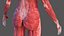 Complete Human Anatomy Collection 2 3D