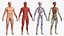 Complete Human Anatomy Collection 2 3D