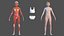 Complete Human Anatomy Collection 2 3D