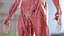 Complete Human Anatomy Collection 2 3D