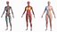 Complete Human Anatomy Collection 2 3D
