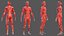 Complete Human Anatomy Collection 2 3D