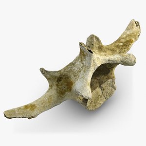 vertebra bone spine 3d model