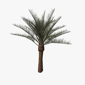 3d model palm tree02